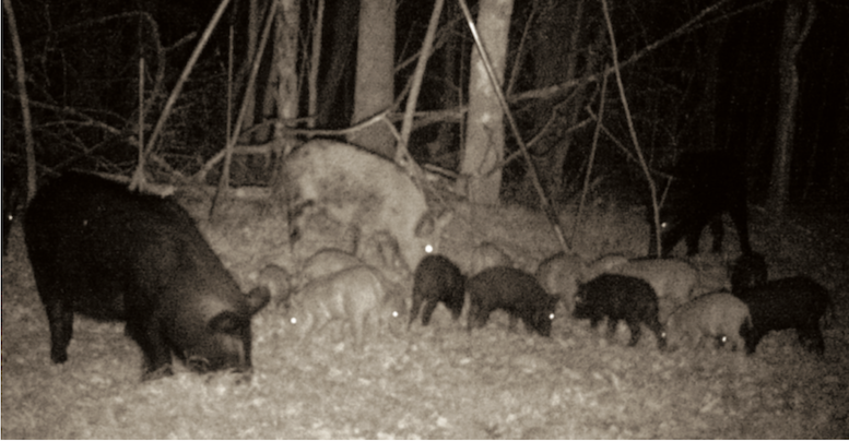 Wild Hogs Foraging
